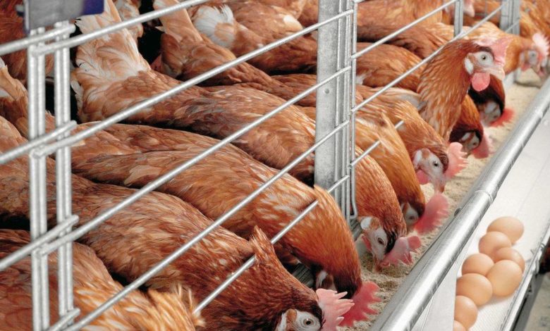 SMALL BUSINESSES SUCH AS POULTRY FARMING ARE BEING WIPED OUT IN CAMEROON DUE TO COVID-19