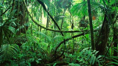 Gabon To Host International Colloquium On Biodiversity In May 2021