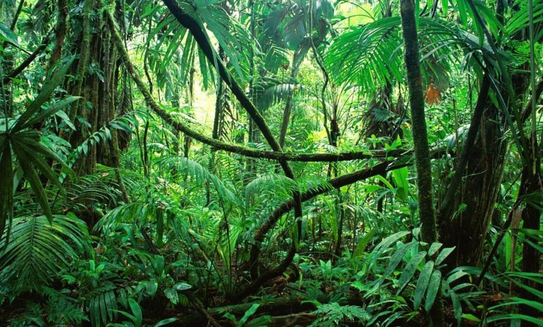 Gabon To Host International Colloquium On Biodiversity In May 2021