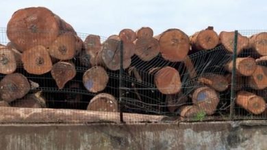 Gabonese Group Sues Timber Companies For Violating Harvesting Contracts