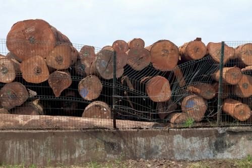 Gabonese Group Sues Timber Companies For Violating Harvesting Contracts