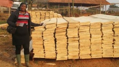 United Nations FAO Boost Cameroon’s Small Timber Businesses To Discourage Illegal Trade