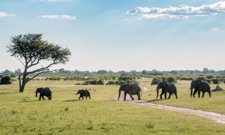 Zimbabwe Bans Mining Activities In National Parks Following Outcry