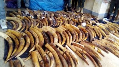 118 Elephant Tusks Seized By Cameroon Customs In Ambam