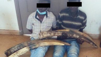 2 Tried For Possession Of Elephant Tusks In Gabon