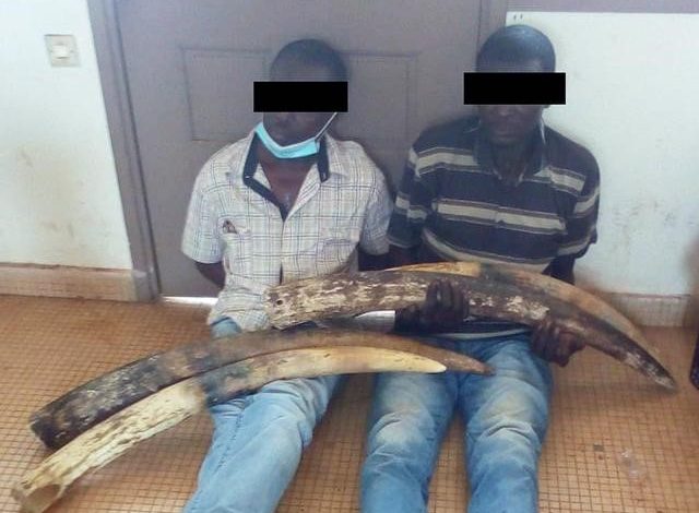 2 Tried For Possession Of Elephant Tusks In Gabon