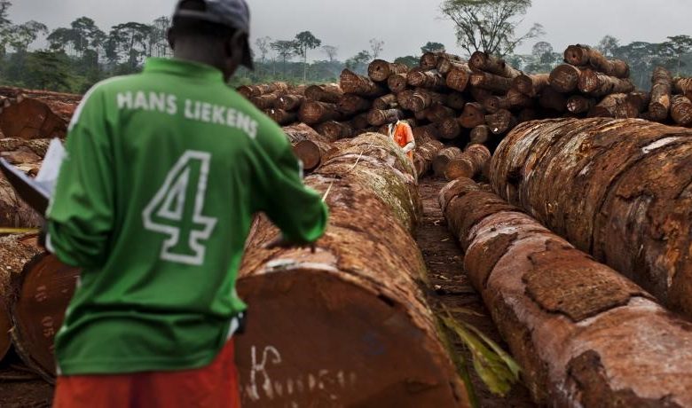 Favouritism A Big Concern As Forestry Companies In Cameroon Apply For New Licences