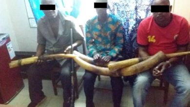 Retired Gendarme, Student, One Other Arrested For Illegal Ivory Trade
