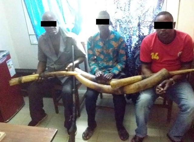 Retired Gendarme, Student, One Other Arrested For Illegal Ivory Trade