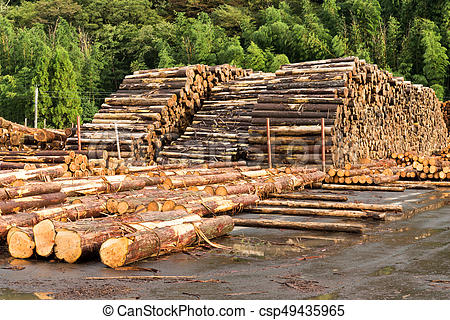 Cameroon Forestry Companies Pay $77 Million Taxes In 2 Years