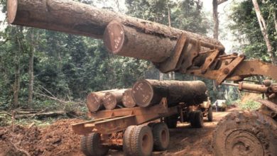 DR Congo Timber Production Drops By 42.7% In 2020