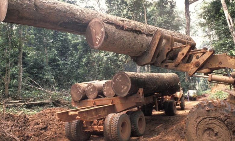 DR Congo Timber Production Drops By 42.7% In 2020