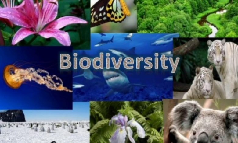 France Gives 10M Euros To Finance Biodiversity Protection In Cameroon