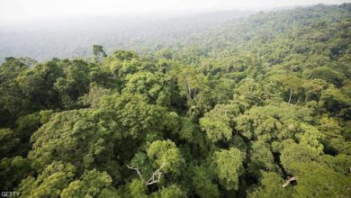 Gabon Union Wants Resumed Talks With EU On Forestry Management