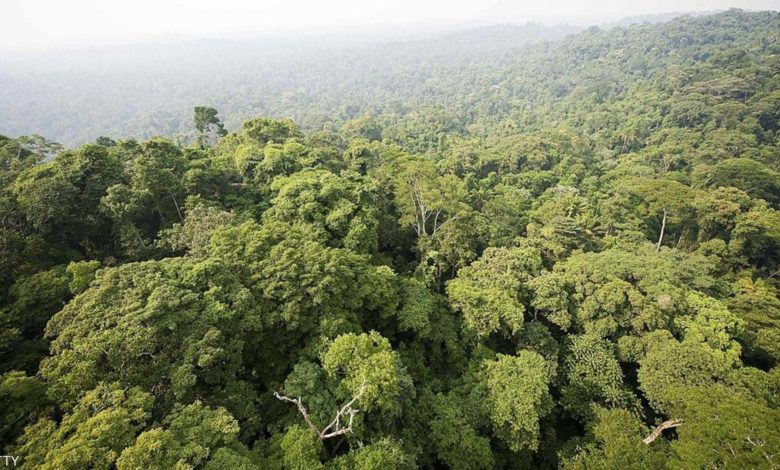 Gabon Union Wants Resumed Talks With EU On Forestry Management