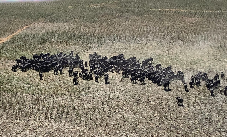 Lake Chad: Humans, Elephants Compete For Harvest