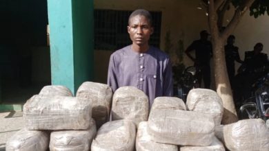 Police Apprehend Man, Mother With 49 Packages Of Indian Hemps In Kano