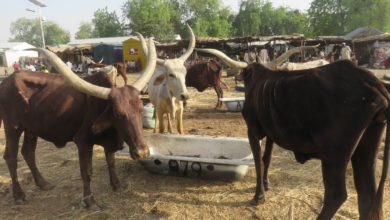 Maiduguri Cattle Market Struggling For Relevance Without Supplies