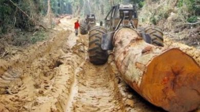 Cameroon Educates Forestry Exploiters On Open Timber Portal Usage