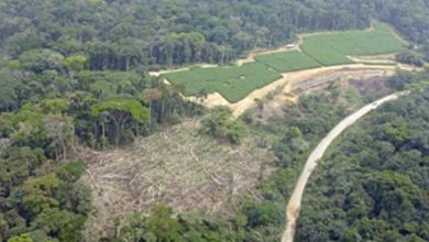 Cameroon Signs Accord To Restore 12 Million Hectares Of Degenerated Landscapes By 2030