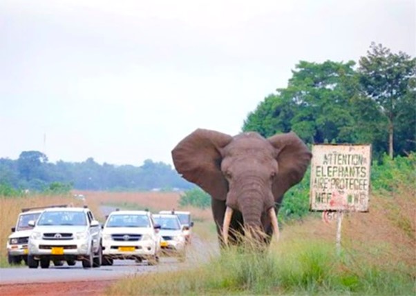 In Gabon’s Gamba, Men And Animals Struggle Over Nature