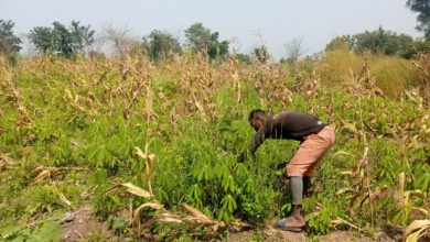 Report: In Nigeria, COVID-19 Affects Local Farmers, Causes Food Scarcity