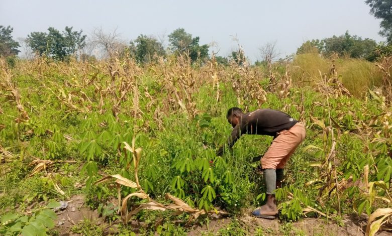 Report: In Nigeria, COVID-19 Affects Local Farmers, Causes Food Scarcity