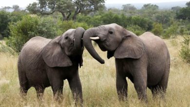 A Third Of Gabon's Elephants Killed By Poachers Within The Last 15 Years