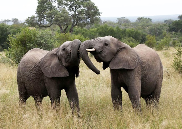 A Third Of Gabon's Elephants Killed By Poachers Within The Last 15 Years