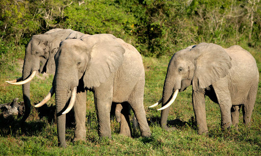 Famine Looks As Elephants Destroy Farms, Chase Villagers In Far North Cameroon