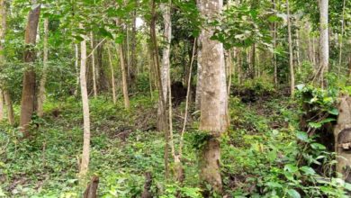 Officials Look Away As Illegal Loggers, Farmers, ‘Omo Oniles’ Deplete Forests In Ogun