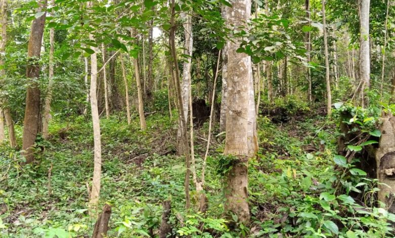 Officials Look Away As Illegal Loggers, Farmers, ‘Omo Oniles’ Deplete Forests In Ogun