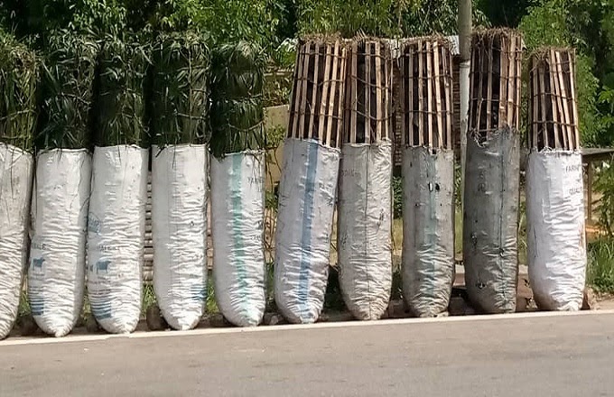 Charcoal Trade Contributing To Forest Depletion In Congo Brazzaville