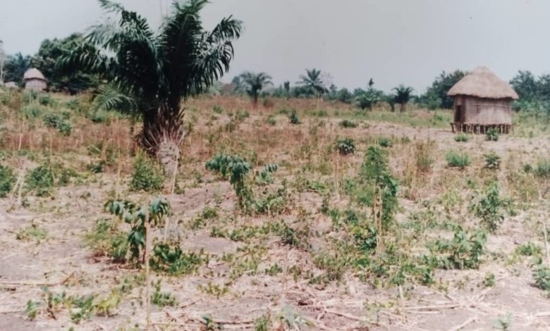 Abandoned Farmland in Yewa area