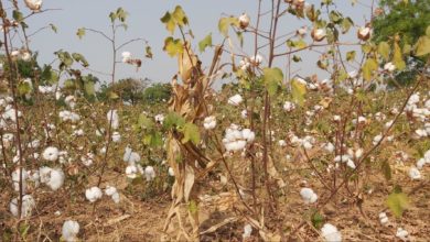 Cotton field in Kukawa area of Plateau State