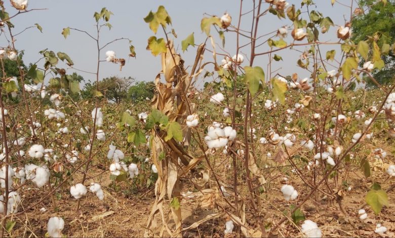 Cotton field in Kukawa area of Plateau State