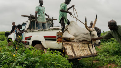 Cows heading to market in Gombe State, Nigeria. File photo: Adriane Ohanesian/The New York Times
