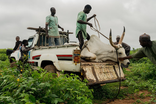 Cows heading to market in Gombe State, Nigeria. File photo: Adriane Ohanesian/The New York Times