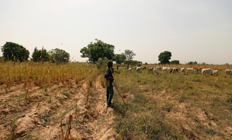 Herdsmen destroying our multi-million naira farm crops —Ekiti farmers cry  for help - Tribune Online