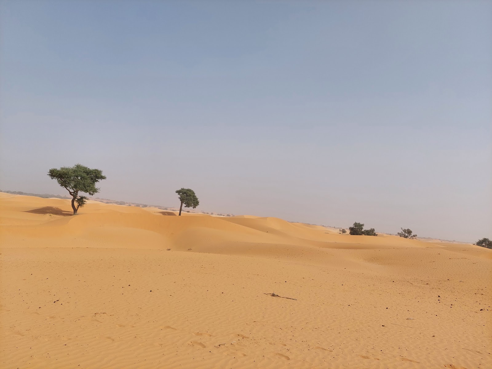 Great Green Wall A Glance At Nigeria's Line Of Defence Against The