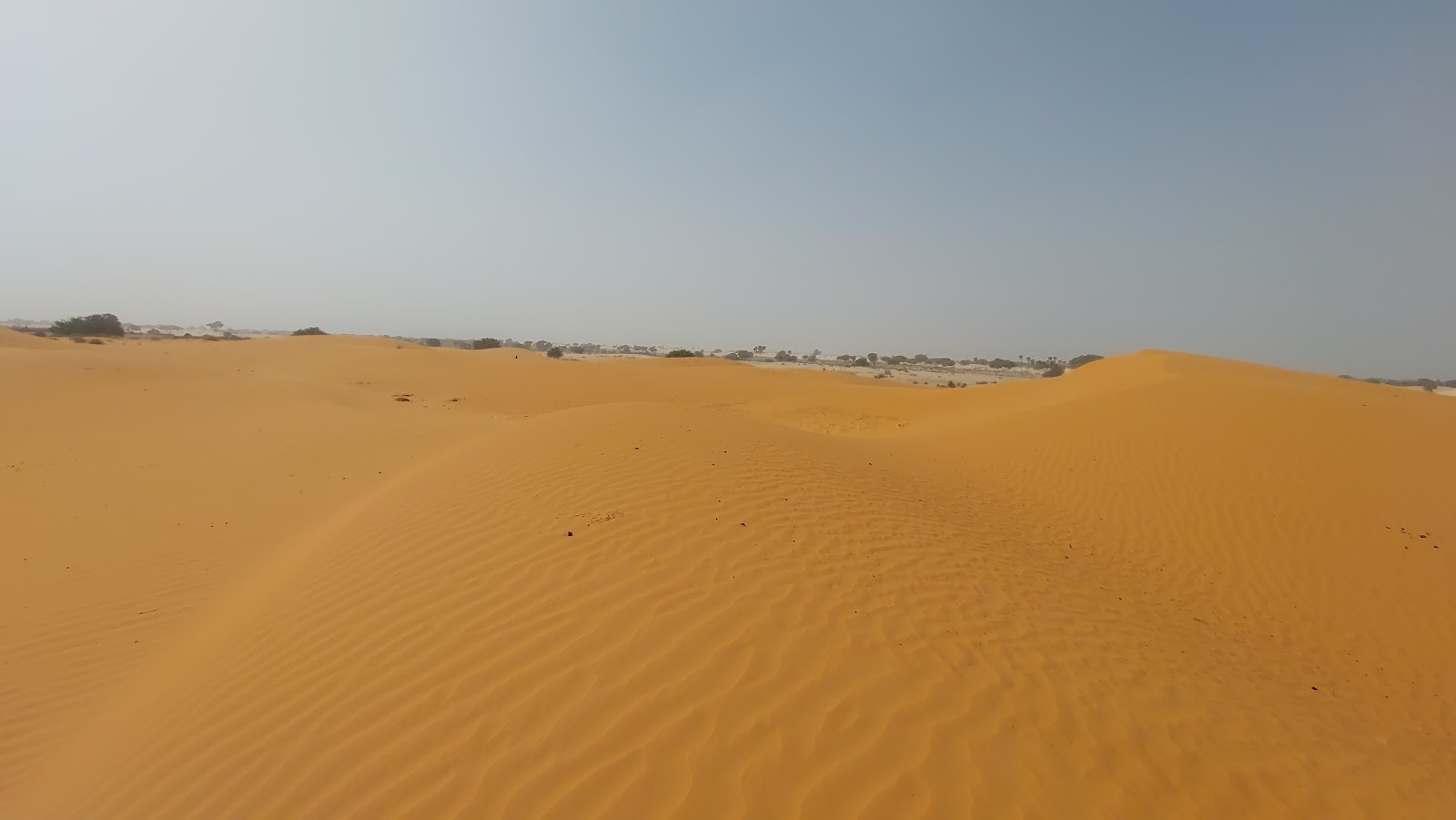 Dead Trees, No Water, Missing Money; The Truth Of Yobe’s “Great Green ...