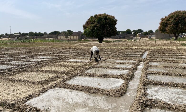 Why African farmers are waking up to the huge potential of guinea