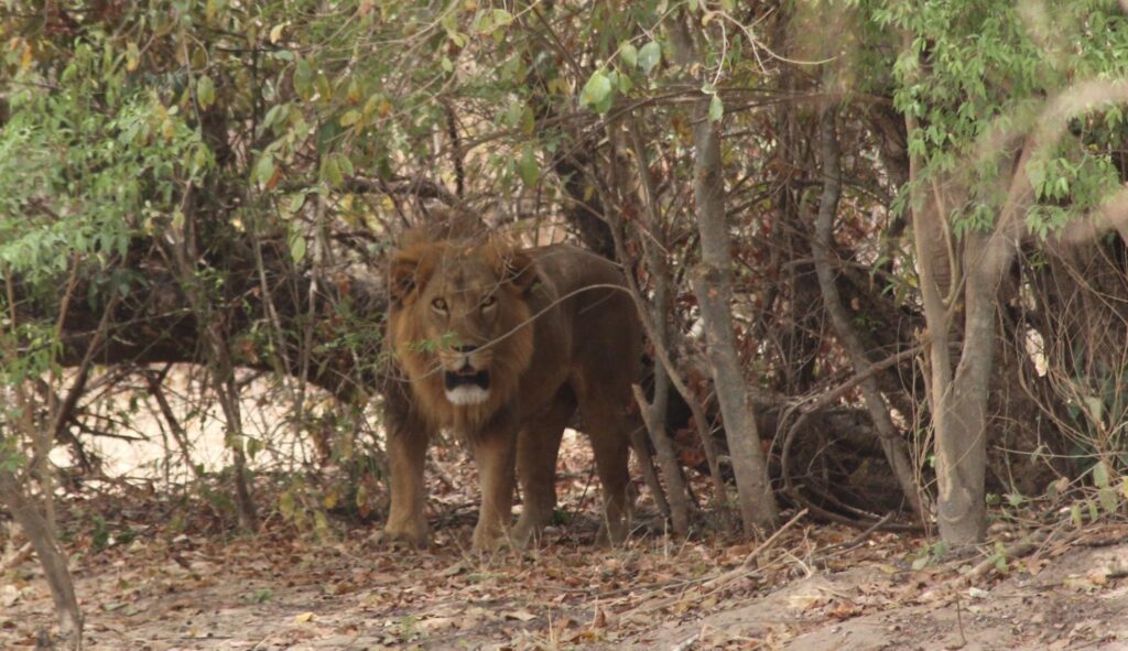 A lion in the Yankari Game Reserve