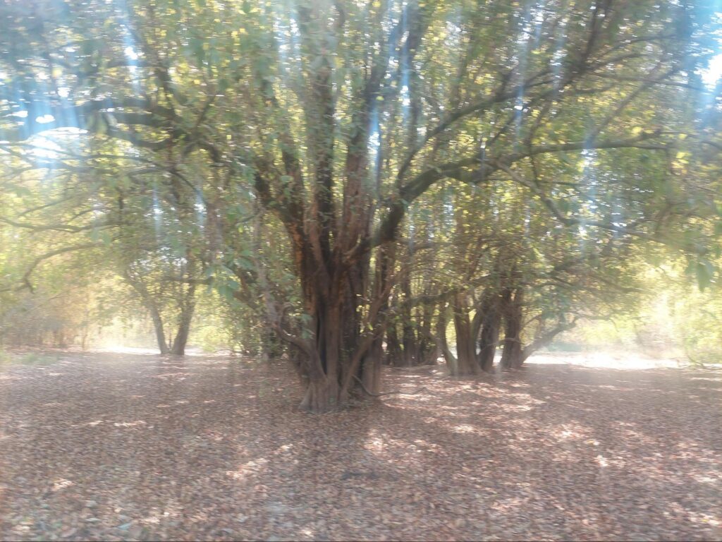 A spot along the way with clusters of trees and leaves scattered on flat ground and rays of sunlight penetrating the gaps between the branches