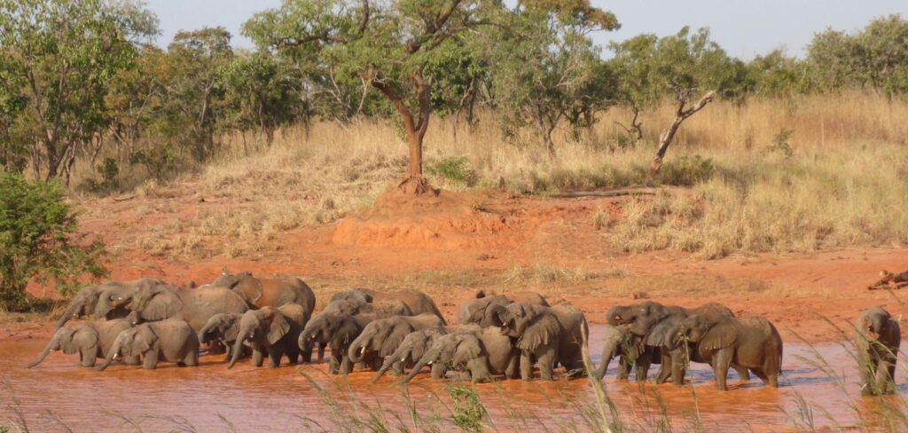 An elephant herd drinking from muddy water in Yankari Game Reserve