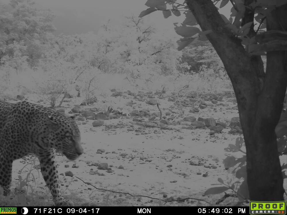 Camera trap photo of leopard in Yankari Game Reserve