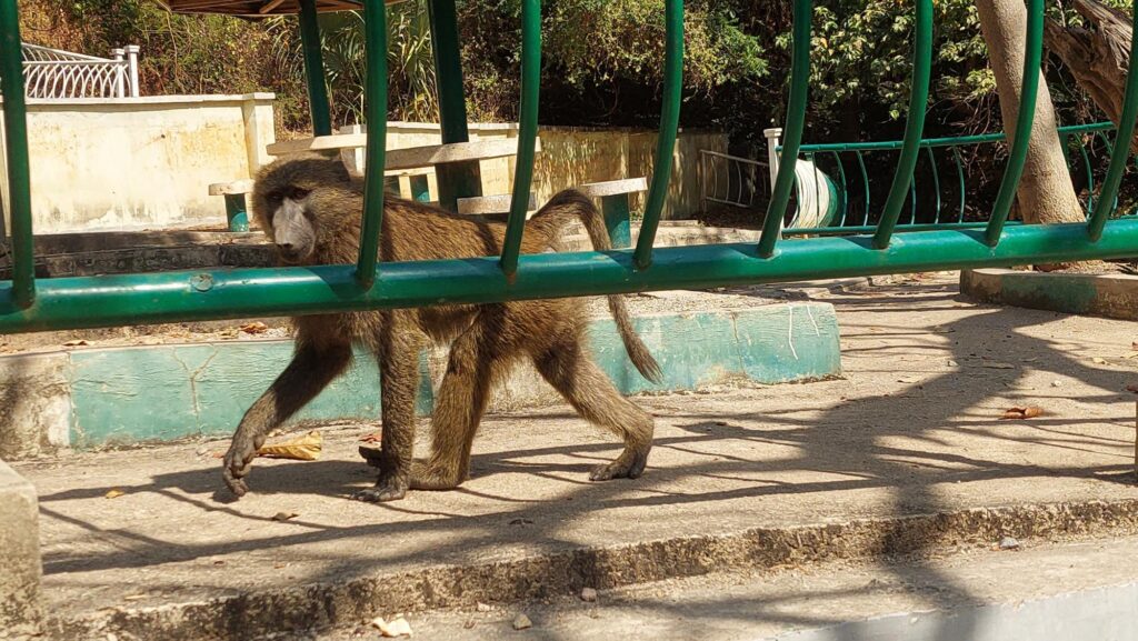 Primates in the reserve are Tantalus monkeys