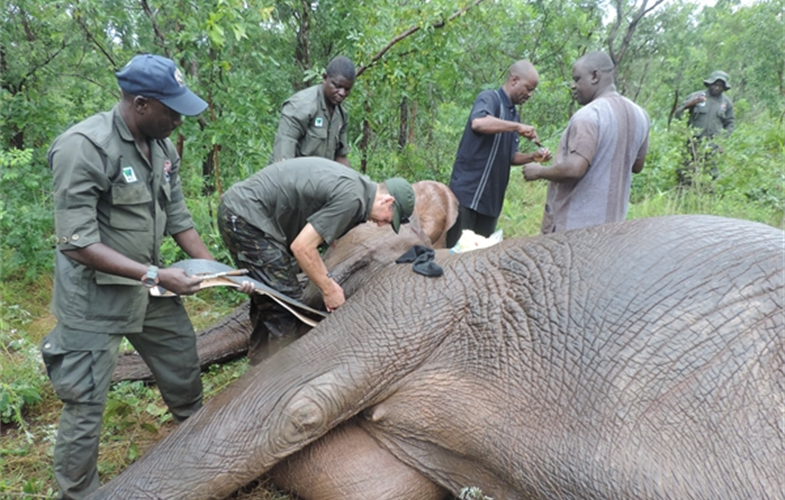 Veterinarian Dr Richard Harvey fitting a satelliteGPS collar to one of the Yankari elephants