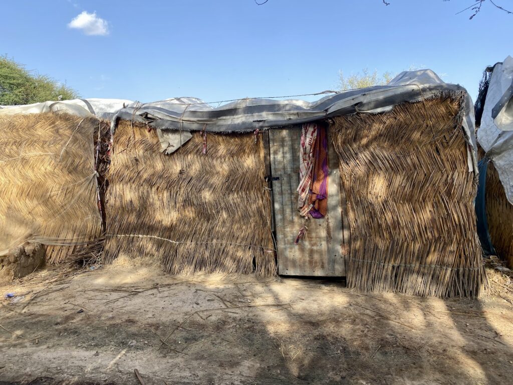 A shelter for Internally Displaced Persons in the city of Maiduguri, Borno State, Nigeria. A group of displaced herders who own these cattle have been sent packing from where they sought refuge five years after being chased from their homes by Boko Haram.