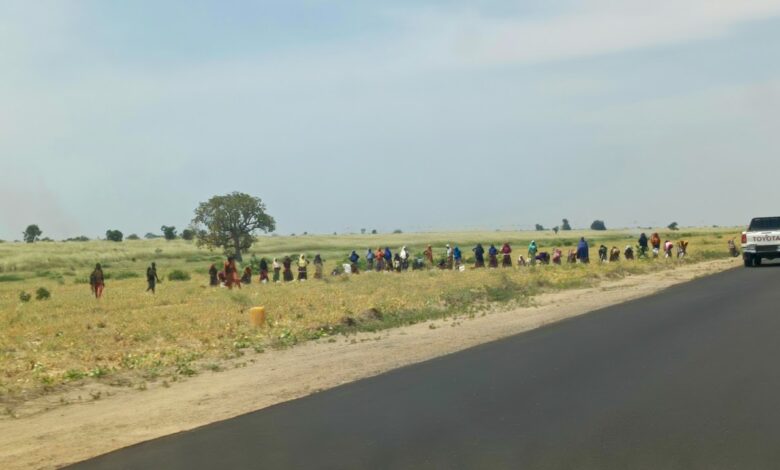 Farmers harvesting crops in the farmlands along the Maiduguri-Bama highway.